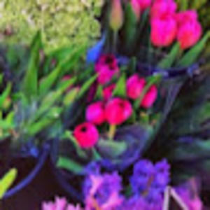 Meet your Posher, Alexis